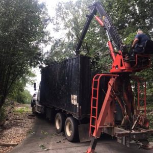 palm tree trimming service near me in Santa Rosa Beach Florida - Tree Removal Service by Crane IMG 1