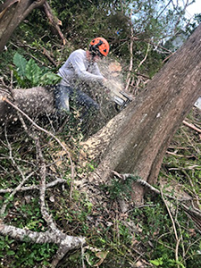 tree removal service near me in Santa Rosa Beach Florida - Trees4sure Removing Large Tree IMG 1