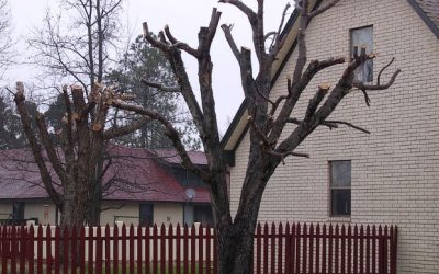 Be aware of the risks that tree topping introduces