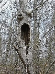 Tree Removal Service Near Me 32459 - Screaming Face Tree IMG