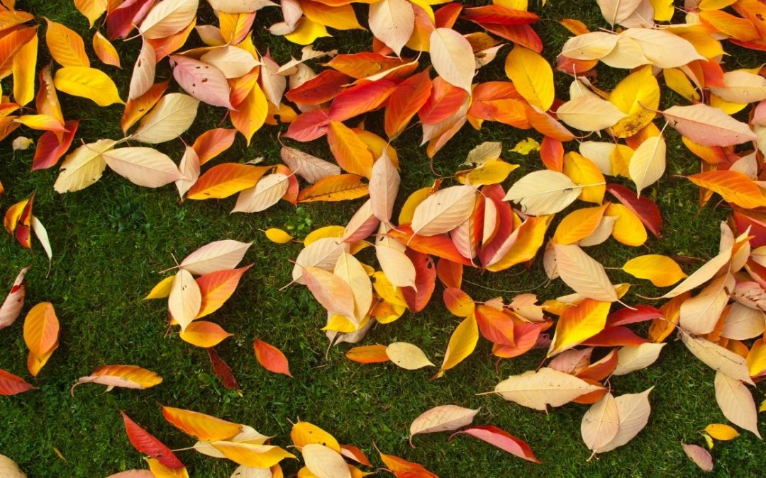 Benefits of Composting Your Tree’s Fall Leaves