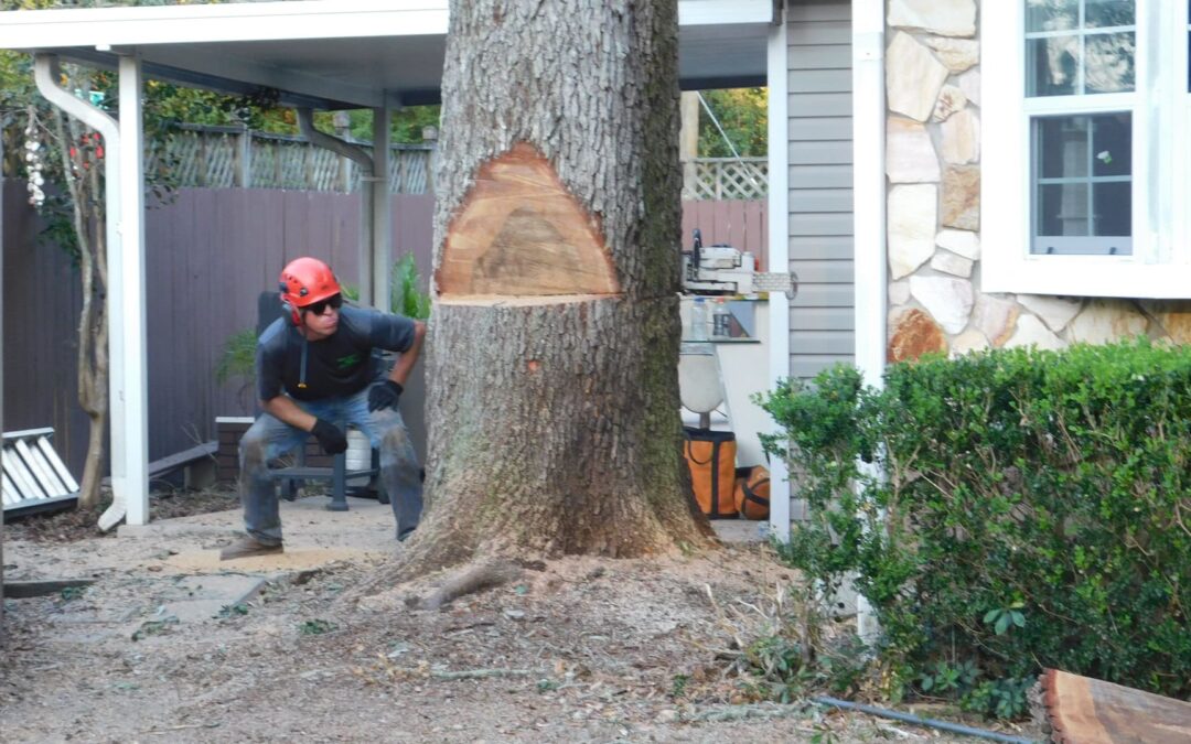 Removing Trees Can Be A Difficult Decision