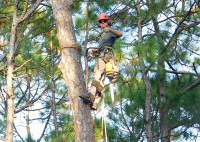 Climber working inside a sunlit tree canopy