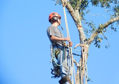 Climber ascending a tall tree against a clear blue sky