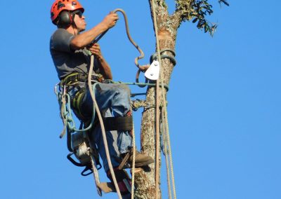 Tree climber working high in the canopy on rope and harness