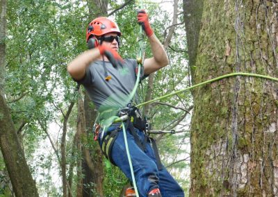 Climber secured in a harness working in a hardwood tree