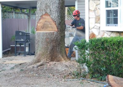 Freshly cut stump left clean after a large tree removal