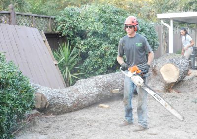 Crew member beside a large felled log during a tree removal