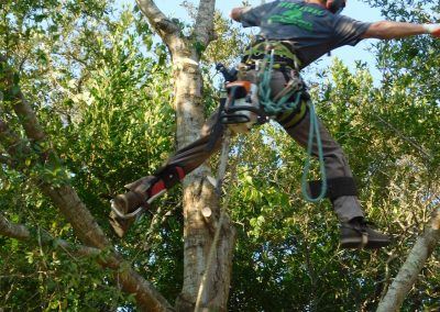 Crew lowering a large limb during a controlled removal