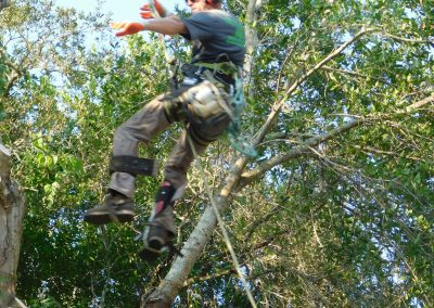 Arborist climbing a tall pine in spikes and harness