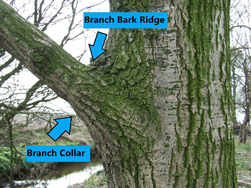 Tree Trimming Tips from the Pros