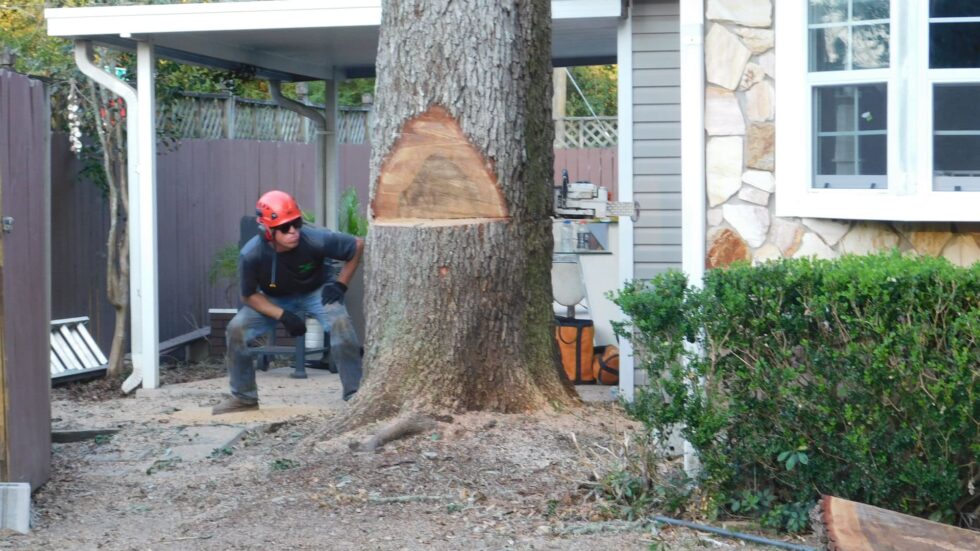 Use trees to landscape: 5 tips to get started