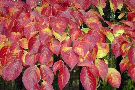 Tree Trimming Service Near Me - Dogwood Tree Leaves IMG