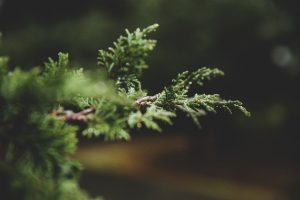 Tree Cutting Service Near Me Santa Rosa Beach Florida 32459 - Evergreen Branch IMG
