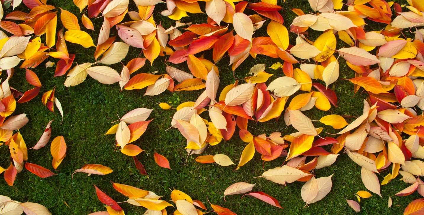 Benefits of Composting Your Tree’s Fall Leaves
