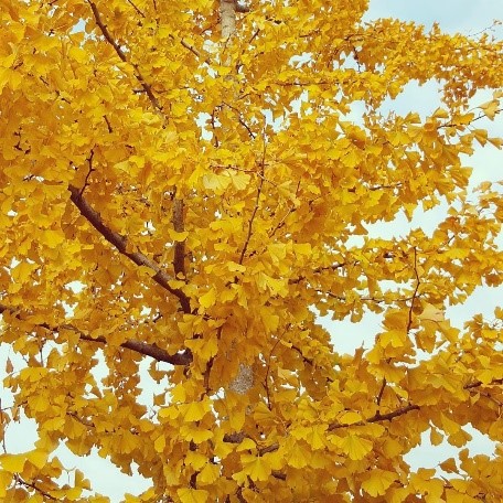 Tree Trimming Service Near Me - Ginko Tree Leaves IMG