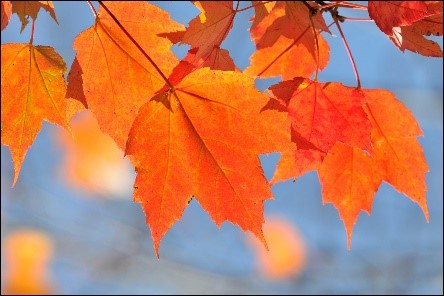 The best way to add color to your yard in Fall