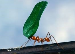 Tree Cutting Service Near Me - Box Elder Bug - Scale Insects IMG 2