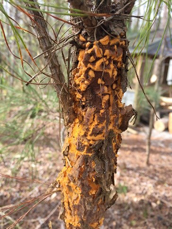 Nobody likes to be sick, not even your tree!