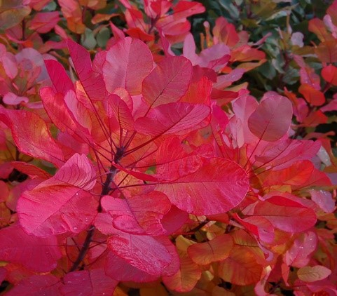 Tree Removal Service Near Me 32459 - Smokebush Tree Leaves IMG