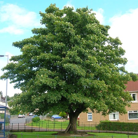 5 Best Shade Trees for Summer