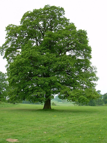 Tree Removal Service Near Me - Summer Shade Trees IMG 5
