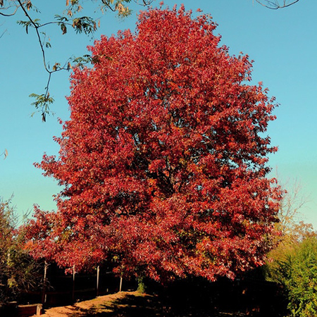 Summer-Shade-Trees-IMG-2