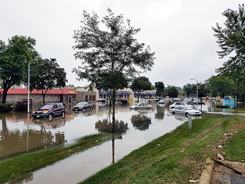 Why you should recover your trees after flooding!