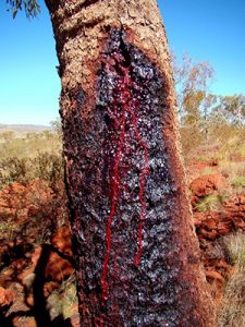 Tree Removal Service Near Me 32459 - Bloodwood Teak Tree IMG_400T