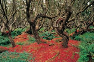 Tree Trimming Service Near Me 32459 - Rata Forest New Zealand Tree IMG