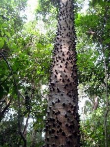 Tree Service Near Me 32459 - Sandbox Tree IMG