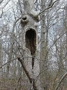 5 Spooky Trees!