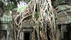Tree Trimming Service 32459 - Strangler Figs Tree IMG