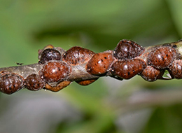 Spring into action on protecting your trees: Part 2