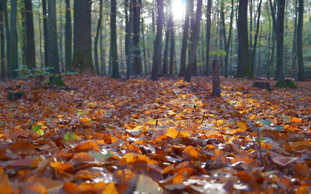 Is your tree ready for Fall/Winter?