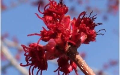 Did you know trees bloom in Winter too?