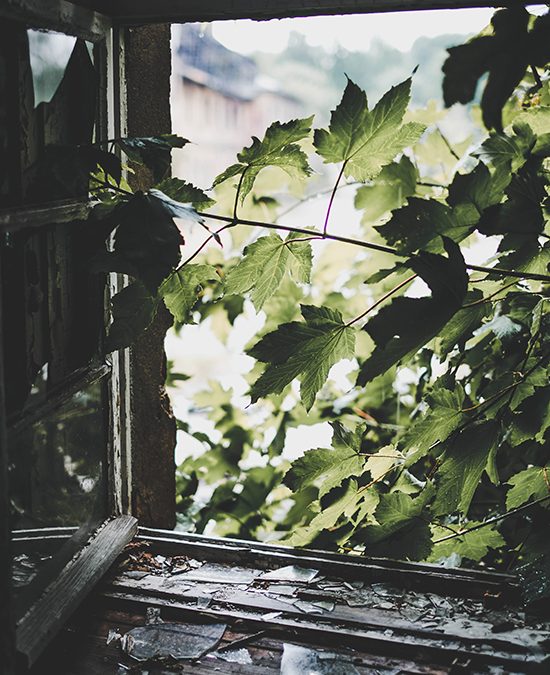Your tree could qualify for insurance benefits!