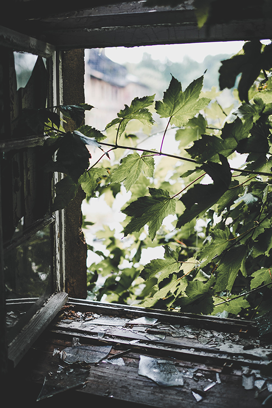 Tree-Service-Near-Me_Window-IMG-1