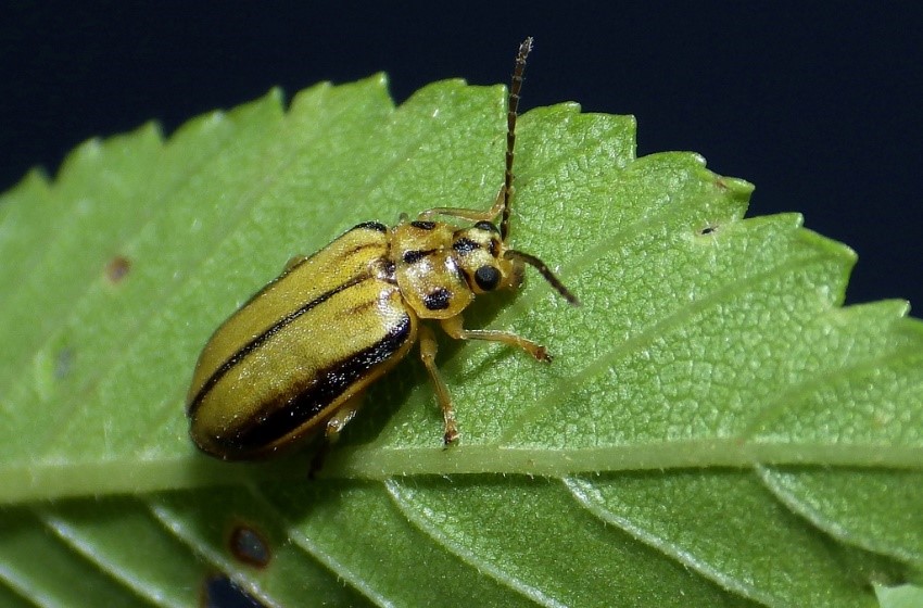 Spring into action on protecting your trees: Part 1