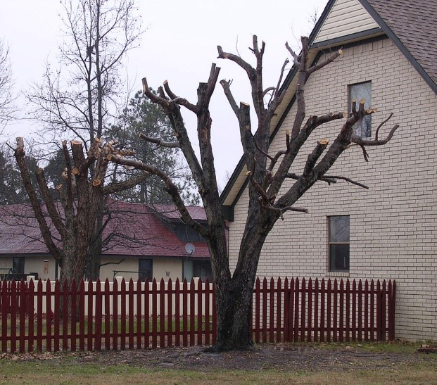 Be aware of the risks that tree topping introduces